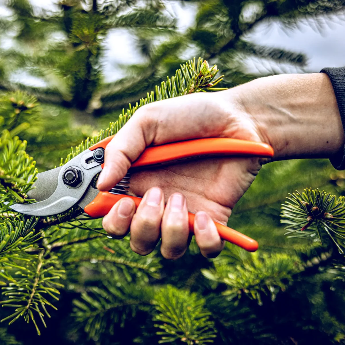 Tuinschaar Löwe 14.104 Economic Clean Cut