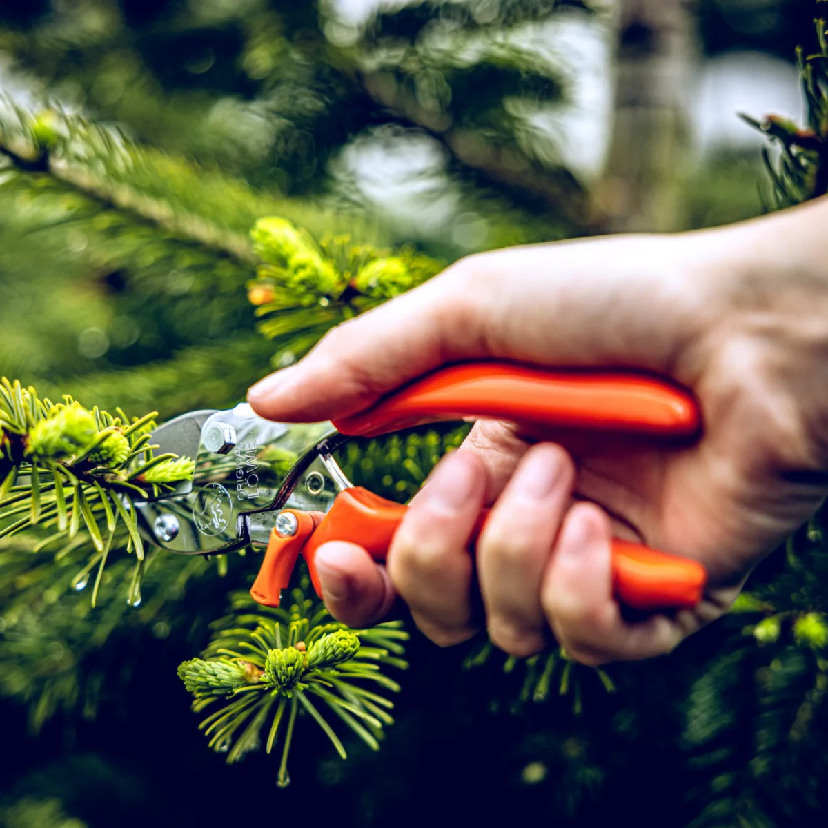 Kleine tuinschaar leeuw 5 met puntig lemmet voor vrouwen