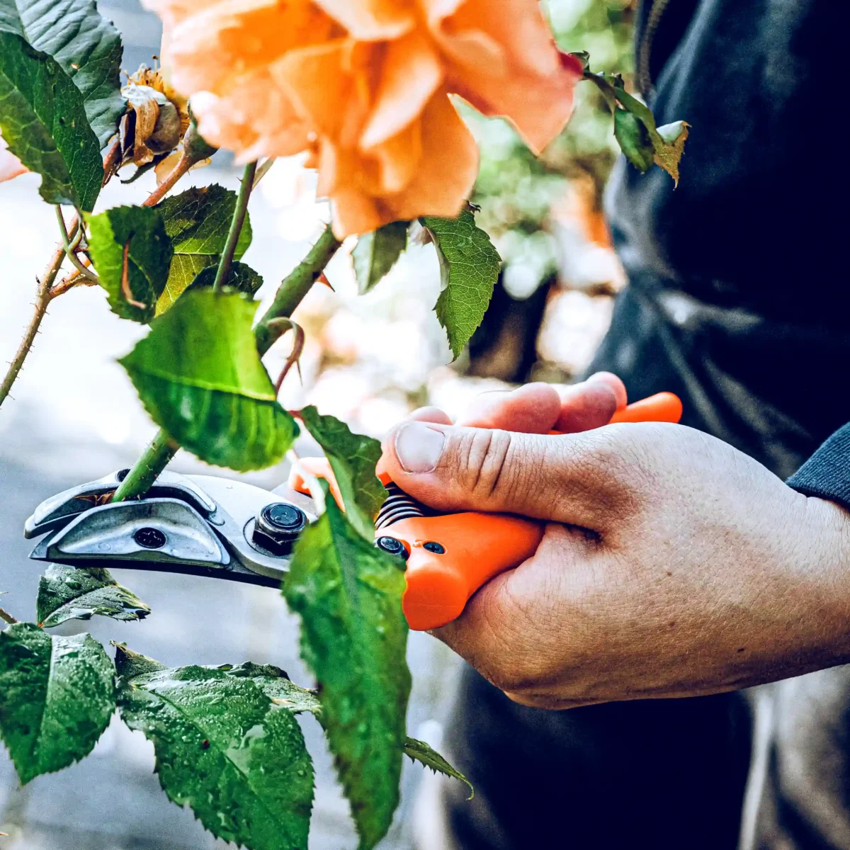 Originele Löwe rozen presentatieschaar